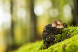 Pilze im Nationalpark Edersee, Deutschland © Jan Bosch